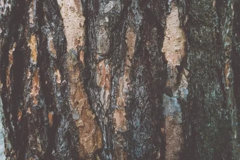 Texture detail of the bark of an old tree, gray brown background structure Stock Photos