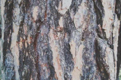 Texture detail of the bark of an old tree, gray brown background structure Stock-Fotos