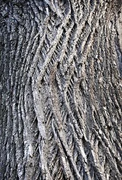 Texture detail of the bark of an old tree Stock Photos