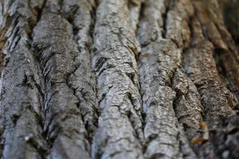 Texture Detail of oak tree bark Stock-Fotos
