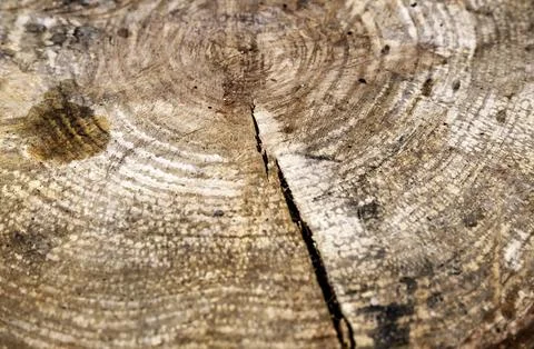 Texture detail of an old tree bark, nature Stock Photos
