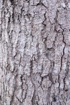 Texture detail of an old tree trunk. Stock Photos