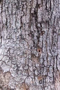 Texture detail of an old tree trunk Stock Photos