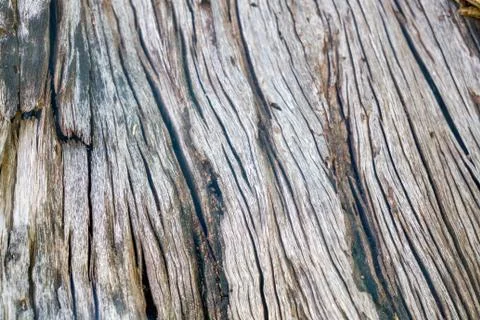 Texture &amp; details of of tree trunk Stock Photos