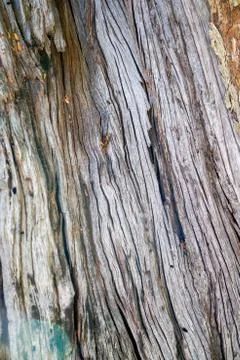 Texture &amp; details of of tree trunk Stock Photos