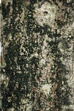 Texture &amp; details of of tree trunk Foto stock