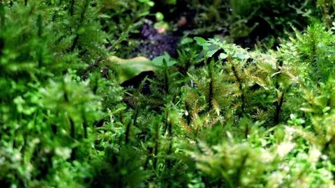 Texture of different tropical plants Foto stock