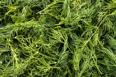 Texture of dill. Greens Stock Photos