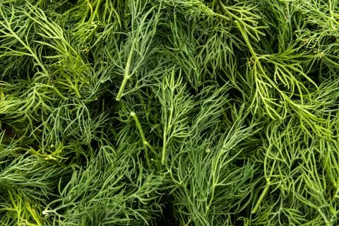 Texture of dill. Greens Foto stock