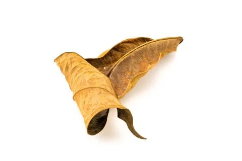 Texture of dirty dry leaf Foto stock