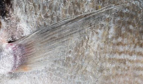 Texture of dorado fish closeup Stock Photos