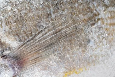 Texture of dorado fish closeup Stock Photos