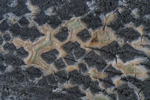 Texture drawing of the bark of a coniferous tree Stock Photos