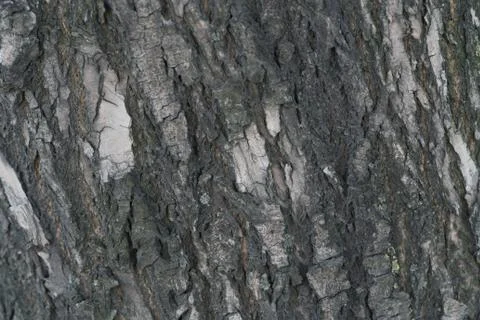 Texture drawing of the bark of a coniferous tree Stock Photos