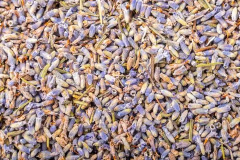 Texture of dried lavender flowers Stock Photos