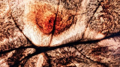 Texture of dried leaf surface, backlit macro photography of natural texture Stock Photos