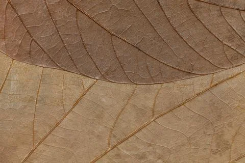 Texture of dried leaves close-up. Background Stock-Fotos