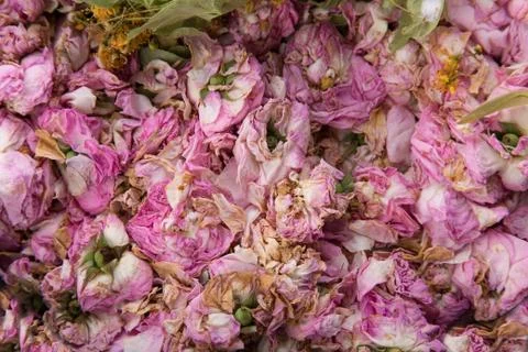 Texture of dried rose buds Fotos de archivo