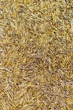 Texture. Dried spruce needles glued and compressed Stock Photos