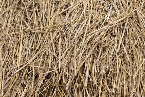 Texture of Dried Straw Haystack Detail, Close Up of Organic Background Patter Stock Photos