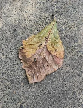 The texture of dried teak leaves is unique, artistic and beautiful Stock Photos