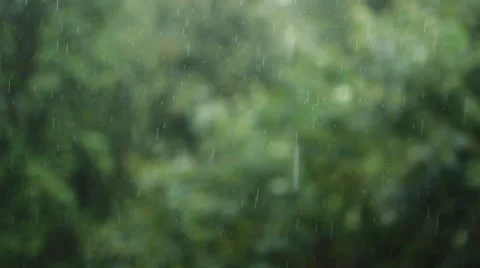 Texture drizzling rain on a background of foliage Stock Footage 65385468