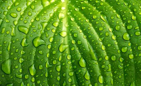 Texture drops of water Stock Photos