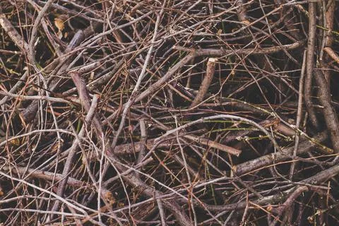 Texture of a dry branches, nature background. Cut branches of a trees Stock Photos