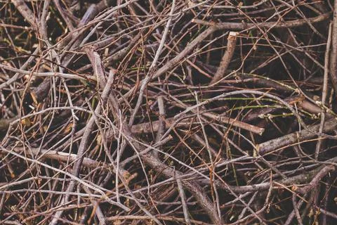 Texture of a dry branches, nature background. Cut branches of a trees Stock Photos