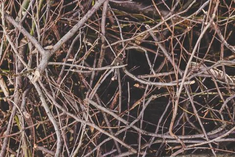 Texture of a dry branches, nature background. Cut branches of a trees Stock Photos