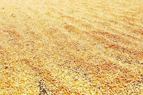 Texture of dry corn seeds, corn seeds are dried in the sun Stock Photos