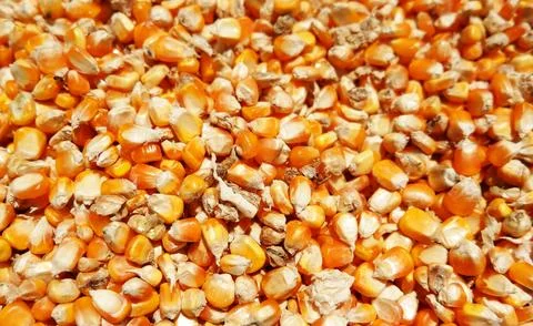 Texture of dry corn seeds Stock Photos