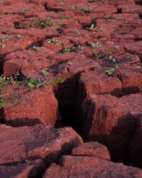 Texture of dry cracked mud Stock Photos
