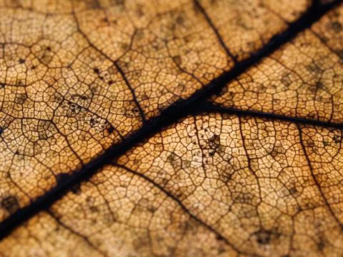 Texture of a dry damaged maple leaf with dark spots Stock Photos