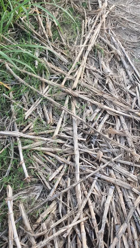Texture of dry grass stalks on the ground Stock Footage 329321976