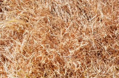 Texture of dry grass from top view Stock Photos