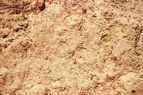 Texture of a dry ground Foto stock