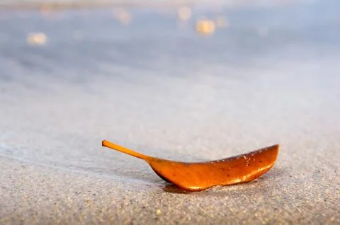 Texture, dry leaf on the beach Stock Photos