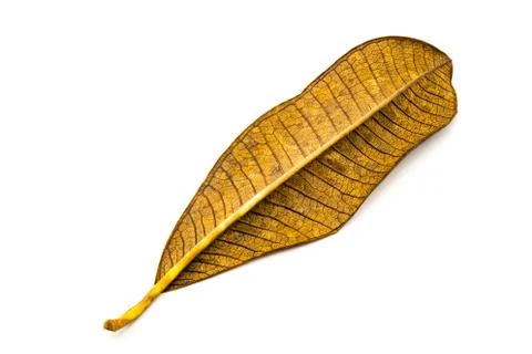 Texture of dry leaf Stock Photos