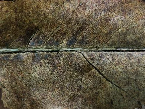 Texture of dry leaf Stock Photos