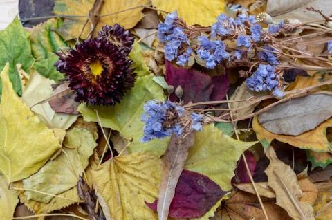 Texture of dry leaves of different colors, dry blue flowers closeup Stock Photos