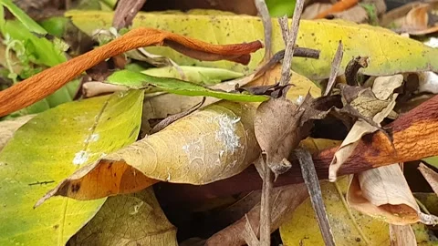 Texture of dry leaves falling Stock Footage 300793105
