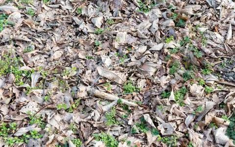 Texture of dry leaves Foto stock