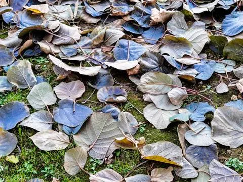 Texture of dry leaves 写真素材
