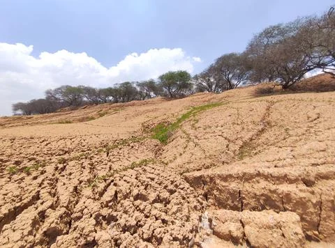 The texture of dry muddy soil is light brown in color Stock Photos