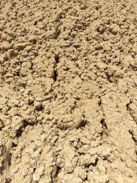 The texture of dry muddy soil is light brown in color Stock Photos