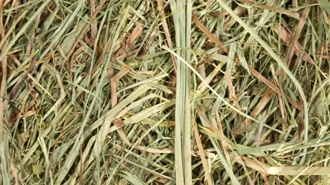 Texture of dry organic straw stack. Hay organic texture Video stock 170758755