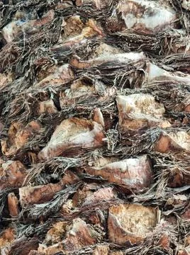 Texture of a dry palm tree trunk Foto stock