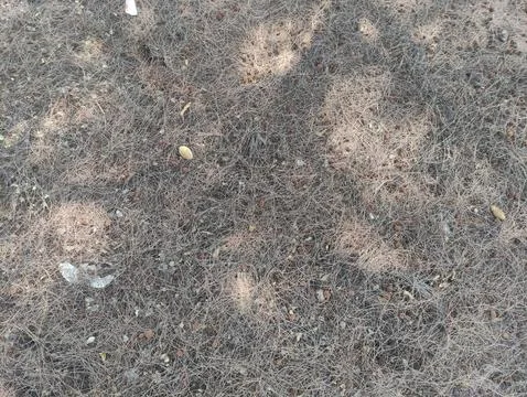 Texture of dry pine leaves falling on the ground Stock Photos