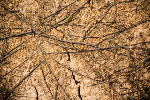 Texture dry root and cracked earth in arid location Stock Photos